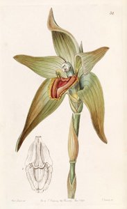 Ida giganteaまたはSudamerlycaste gigantea（syn。Lycaste giganteaとして） 作： Miss Drake